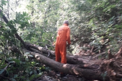 2023-07-29-Taglio-piante-sul-sentiero-4