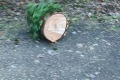 2023-12-06-Taglio-piante-sul-Gardellone-7