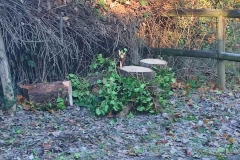 2023-12-06-Taglio-piante-sul-Gardellone-8