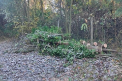 2023-12-06-Taglio-piante-sul-Gardellone-9