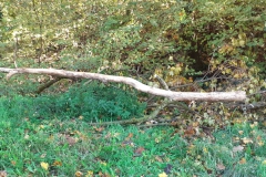 2023-11-08-Taglio-piante-sul-Gardellone-4