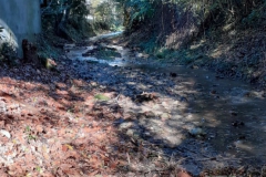 2023-11-08-Taglio-piante-sul-Gardellone-6