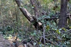 2023-11-08-Taglio-piante-sul-Gardellone-7