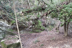 2023-10-11-Taglio-piante-sul-Gardellone-1