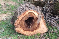 2024-03-14-Carico-piante-tagliate-parrocchia-5