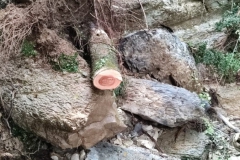 2024-09-25-Lavoro-di-repristino-sentieri-12