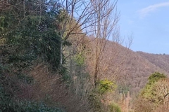 2024 - Sopralluogo argini del Gardellone  -  piante secche -  (25.09.2024)