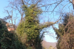 2024-09-25-Sopraluogo-argini-del-Gardellone-piante-secche-10