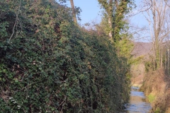 2024-09-25-Sopraluogo-argini-del-Gardellone-piante-secche-11