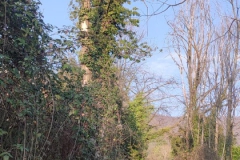 2024-09-25-Sopraluogo-argini-del-Gardellone-piante-secche-13