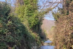 2024-09-25-Sopraluogo-argini-del-Gardellone-piante-secche-14