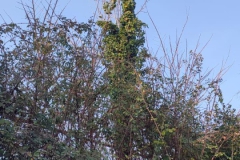 2024-09-25-Sopraluogo-argini-del-Gardellone-piante-secche-15