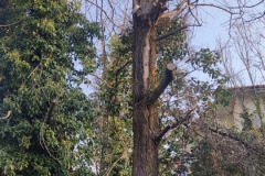 2024-09-25-Sopraluogo-argini-del-Gardellone-piante-secche-16