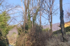 2024-09-25-Sopraluogo-argini-del-Gardellone-piante-secche-17