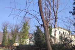 2024-09-25-Sopraluogo-argini-del-Gardellone-piante-secche-18