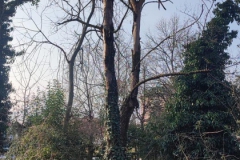 2024-09-25-Sopraluogo-argini-del-Gardellone-piante-secche-19