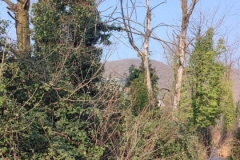 2024-09-25-Sopraluogo-argini-del-Gardellone-piante-secche-2