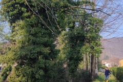 2024-09-25-Sopraluogo-argini-del-Gardellone-piante-secche-3