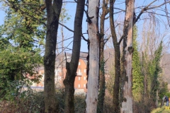 2024-09-25-Sopraluogo-argini-del-Gardellone-piante-secche-4