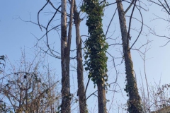 2024-09-25-Sopraluogo-argini-del-Gardellone-piante-secche-8