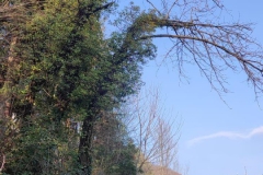 2024-09-25-Sopraluogo-argini-del-Gardellone-piante-secche-9