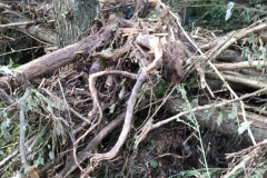 2024-09-11-Sopraluogo-sul-Gardello-dopo-alluvione-e-taglio-piante-13