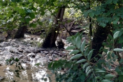 2024-09-11-Sopraluogo-sul-Gardello-dopo-alluvione-e-taglio-piante-14