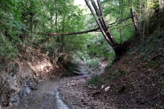 2024-09-11-Sopraluogo-sul-Gardello-dopo-alluvione-e-taglio-piante-15