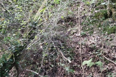 2024-09-11-Sopraluogo-sul-Gardello-dopo-alluvione-e-taglio-piante-21