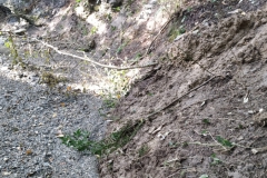 2024-09-11-Sopraluogo-sul-Gardello-dopo-alluvione-e-taglio-piante-3