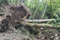 2024-09-11-Sopraluogo-sul-Gardello-dopo-alluvione-e-taglio-piante-32
