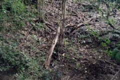 2024-09-11-Sopraluogo-sul-Gardello-dopo-alluvione-e-taglio-piante-35