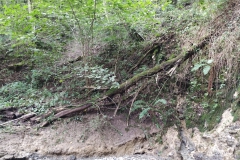 2024-09-11-Sopraluogo-sul-Gardello-dopo-alluvione-e-taglio-piante-36