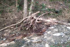 2024-09-11-Sopraluogo-sul-Gardello-dopo-alluvione-e-taglio-piante-38