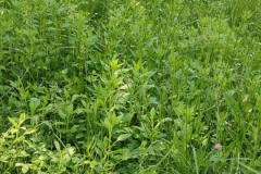 2024-05-11-Taglio-erba-sul-Gardellone-15