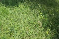 2024-05-11-Taglio-erba-sul-Gardellone-22