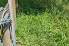 2024-05-11-Taglio-erba-sul-Gardellone-24