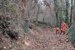 2024-01-10-Taglio-pianta-sentiero-407-1