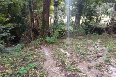 2024 - Taglio piante sentiero 407 (09.10.2024)