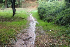 2024-10-09-Taglio-piante-sentiero-407-1