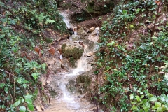 2024-10-09-Taglio-piante-sentiero-407-10