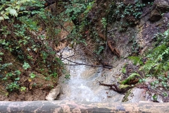 2024-10-09-Taglio-piante-sentiero-407-13