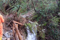 2024-10-09-Taglio-piante-sentiero-407-15