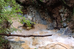 2024-10-09-Taglio-piante-sentiero-407-16