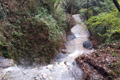 2024-10-09-Taglio-piante-sentiero-407-17