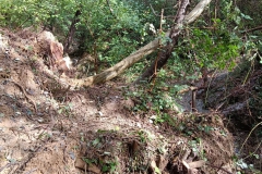 2024-10-09-Taglio-piante-sentiero-407-27