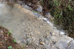 2024-10-09-Taglio-piante-sentiero-407-29