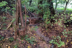 2024-10-09-Taglio-piante-sentiero-407-3