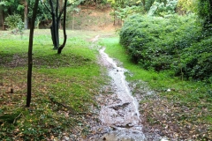 2024-10-09-Taglio-piante-sentiero-407-4