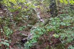 2024-10-09-Taglio-piante-sentiero-407-6